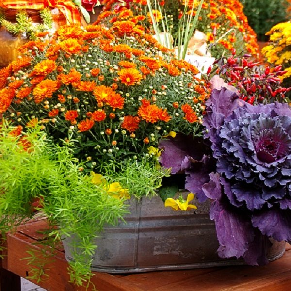Colorful Plants and Flowers
